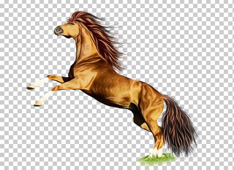 Horse Tent Pegging Video PNG, Clipart, Animal Figure, Foal, Grass, Horse, Liver Free PNG Download