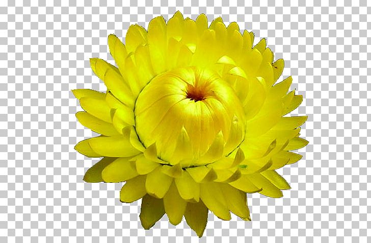 Curry Plant Flower Chrysanthemum Seed PNG, Clipart, Allegro, Beauty, Chai, Chrysanthemum, Chrysanths Free PNG Download