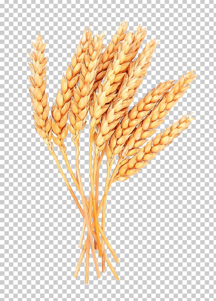 Spelt Sheaf Cereal Grain PNG, Clipart, Avena, Cereal, Cereal Germ, Commodity, Common Wheat Free PNG Download