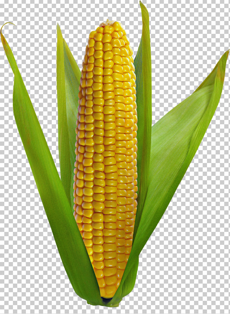Corn On The Cob Sweet Corn Vegetarian Cuisine Corn Kernel Grain PNG, Clipart, Commodity, Corn Kernel, Corn On The Cob, Grain, Sweet Corn Free PNG Download