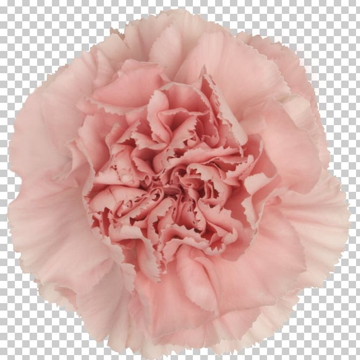 Carnation Cut Flowers Vase Life Yekaterinburg PNG, Clipart, Carnation, Color, Cut Flowers, Floral Design, Floristry Free PNG Download