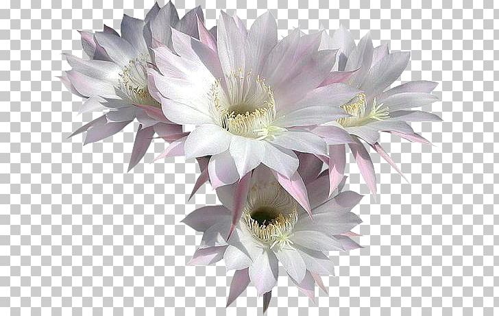 Cut Flowers Blume Tulip Petal PNG, Clipart, Annual Plant, Blume, Cactus, Caryophyllales, Cicek Free PNG Download