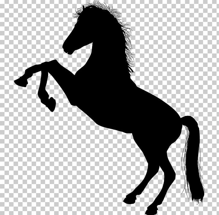 Horse Stallion Rearing PNG, Clipart, Black, Black And White, Collection, Colt, Drawing Free PNG Download