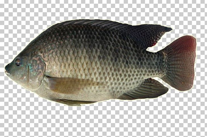 Nile Tilapia Freshwater Fish Nile Perch PNG, Clipart, Animals, Atlantic Croaker, Barramundi, Bony Fish, Carp Free PNG Download