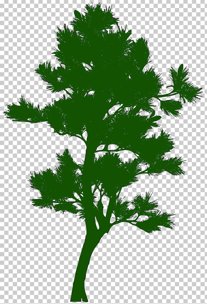 Tree Silhouette Pine PNG, Clipart, Branch, Christmas Tree, Computer Icons, Conifer, Graphic Design Free PNG Download