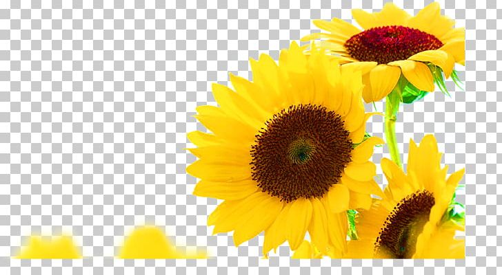Common Sunflower Jerusalem Artichoke Sunflower Seed Yellow PNG, Clipart, Annual Plant, Beauty, Beauty Salon, Common Sunflower, Computer Wallpaper Free PNG Download