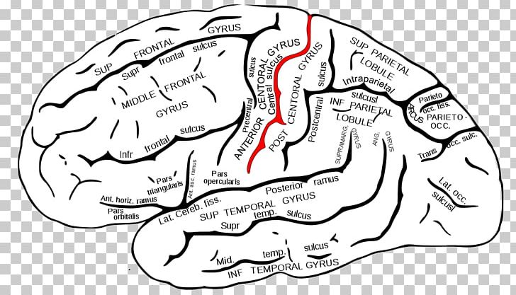 Temporal Lobe Superior Temporal Gyrus Superior Temporal Sulcus Lobes Of The Brain PNG, Clipart, Anatomy, Angular Gyrus, Area, Bipolar, Hand Free PNG Download