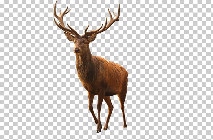 Cinemagraph Multiple Exposure Animated Film Photography PNG, Clipart, Animated Film, Antler, Art, Cinemagraph, Deer Free PNG Download