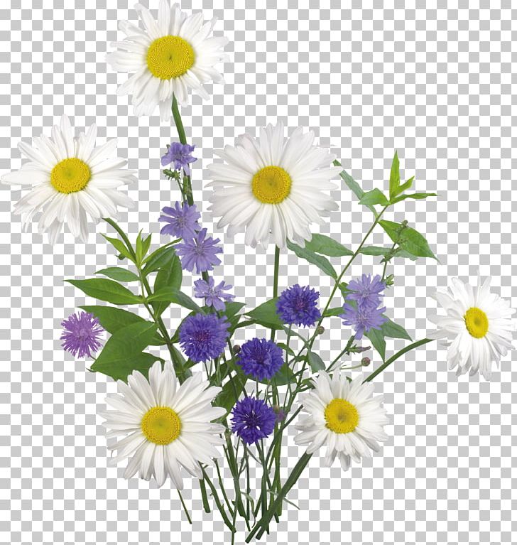 Flower PNG, Clipart, Annual Plant, Chamaemelum Nobile, Chamomile, Cut Flowers, Daisy Free PNG Download