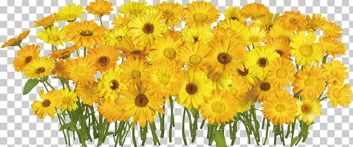 Flower Common Daisy Chrysanthemum PNG, Clipart, Annual Plant, Bahar Cicekleri, Chrysanthemum, Chrysanths, Common Daisy Free PNG Download