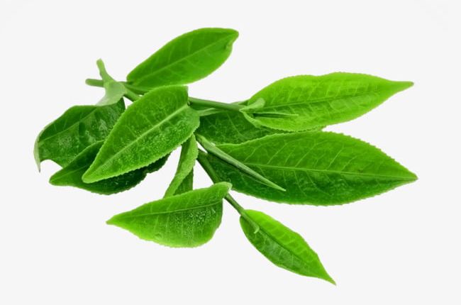 Green Tea Leaves Of Black Tea Material PNG, Clipart, Anhua, Anhua Black Tea, Black, Black Clipart, Black Tea Free PNG Download