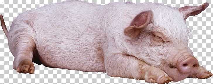 Large Black Pig Large White Pig Gloucestershire Old Spots British Landrace Pig PNG, Clipart, Animals, Computer Icons, Display Resolution, Domestic Pig, Download Free PNG Download