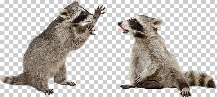Raccoons: A Natural History Gray Wolf PNG, Clipart, Animal Figure, Animals, Carnivoran, Computer Icons, Encapsulated Postscript Free PNG Download