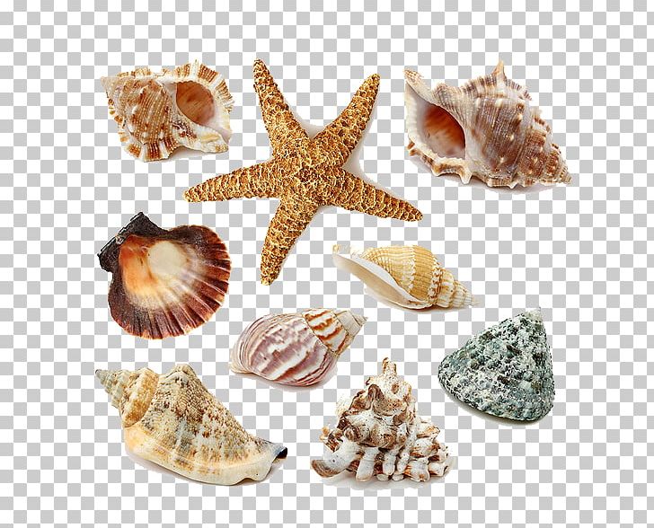 Seashell Stock Photography PNG, Clipart, Animal Product, Animals, Beautiful Starfish, Cartoon Starfish, Conch Free PNG Download