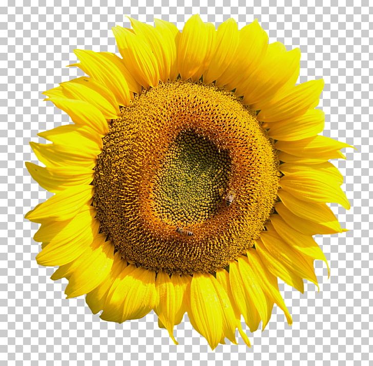 Common Sunflower PNG, Clipart, Clip Art, Common Sunflower, Daisy Family, Depositphotos, Drawing Free PNG Download