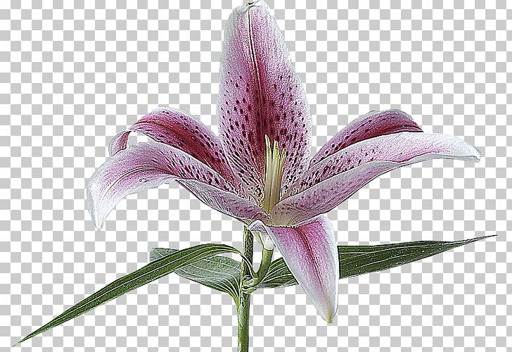 Lilium Flower Lily 'Stargazer' Alentejo Mkulima Young PNG, Clipart, Flower, Lilium, Lily, Stargazer Free PNG Download