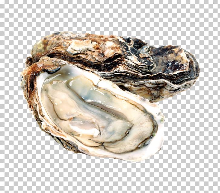 Pacific Oyster Food InterCourses Shellfish PNG, Clipart, Animal Source Foods, Aphrodisiac, Clam, Clams Oysters Mussels And Scallops, Drink Free PNG Download