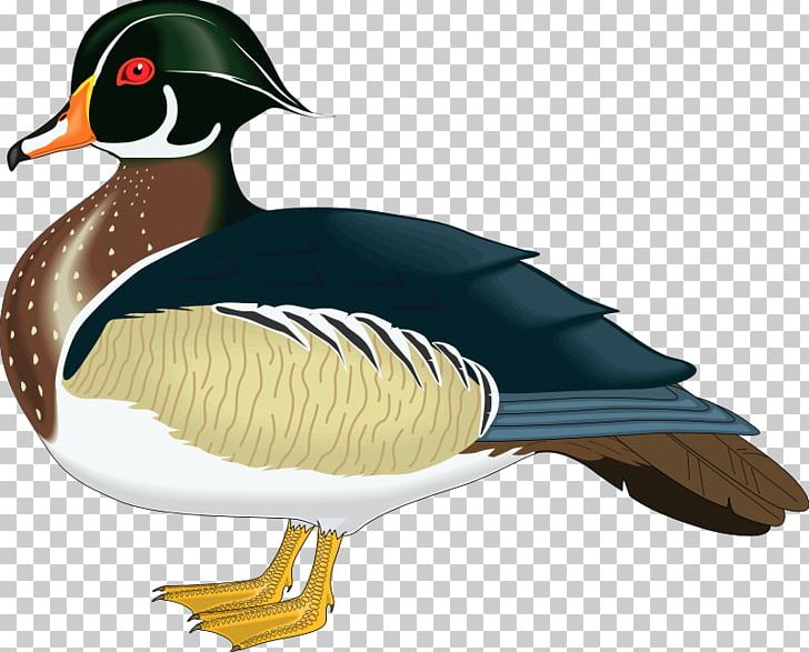 Wood Duck Mandarin Duck Mallard PNG, Clipart, Aix, Beak, Bird, Bird Vector Art, Clip Art Free PNG Download