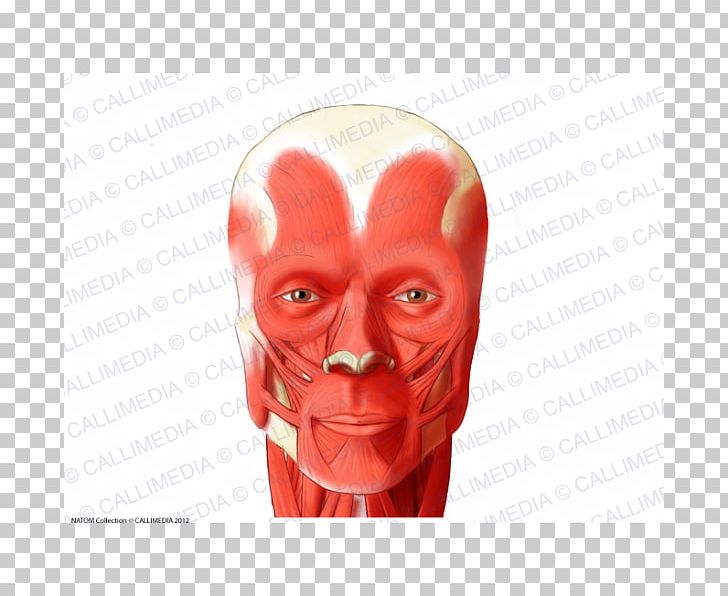 Nose Orbicularis Oculi Muscle Head Orbicularis Oris Muscle PNG, Clipart, Anatomy, Buccinator Muscle, Ear, Face, Head Free PNG Download