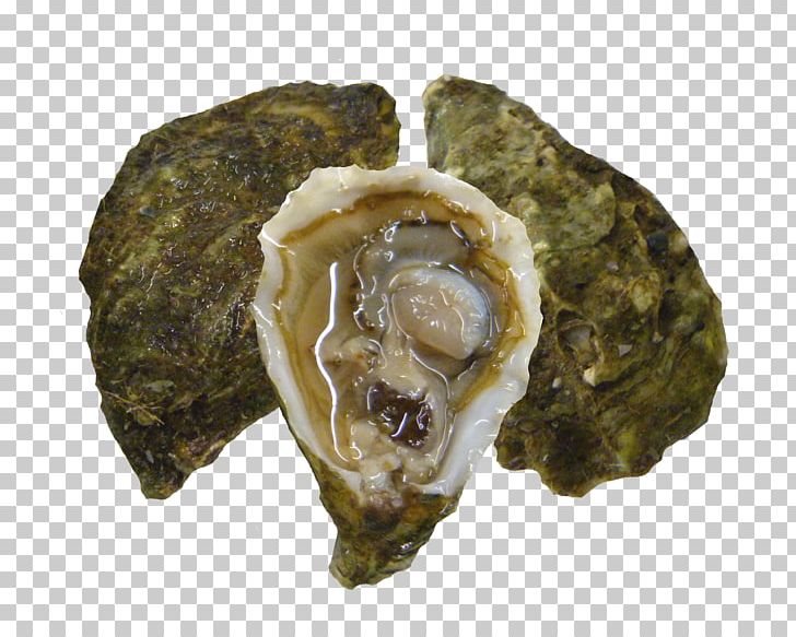 Pacific Oyster Clam Seafood Kumeyaay PNG, Clipart, Animal Source Foods, Bay Leaf, Body Of Water, Clam, Clams Oysters Mussels And Scallops Free PNG Download