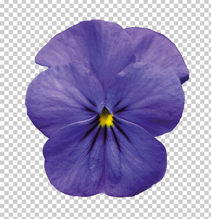Pansy Violet PNG, Clipart, Burgundy, Dia, Flower, Flowering Plant, Flowers Free PNG Download