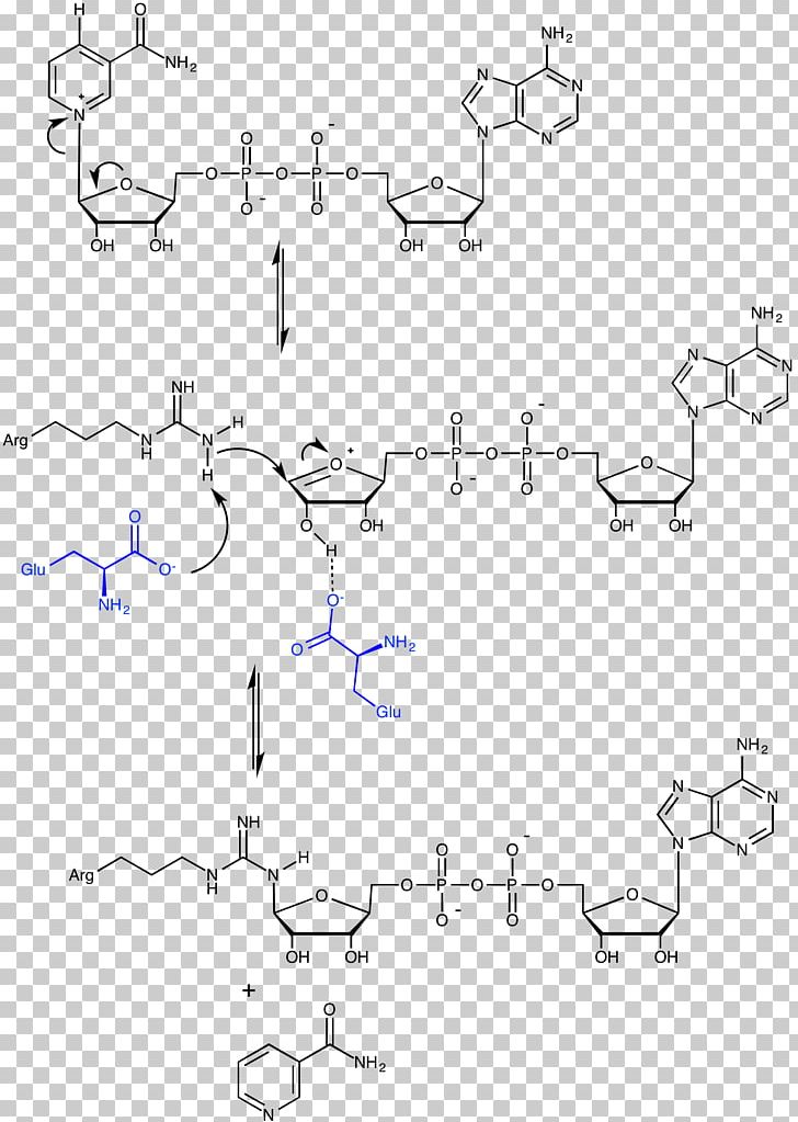 ADP-ribosylation Adenosine Diphosphate Poly (ADP-ribose) Polymerase Cholera Toxin PNG, Clipart, Adenosine Diphosphate Ribose, Adenosine Triphosphate, Adpribosylation, Angle, Area Free PNG Download