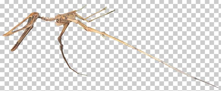 Mosquito Insect Line PNG, Clipart, Arthropod, Cretaceous, Dinosaur, Insect, Insects Free PNG Download