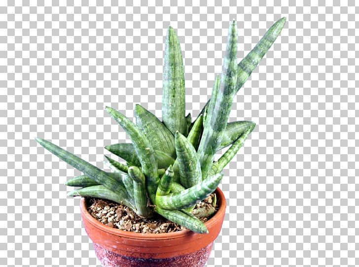 Sansevieria Cylindrica Houseplant Flowerpot Aloe Vera Embryophyta PNG, Clipart, Aloe, Aloe Vera, Austria, Cultivar, Embryophyta Free PNG Download