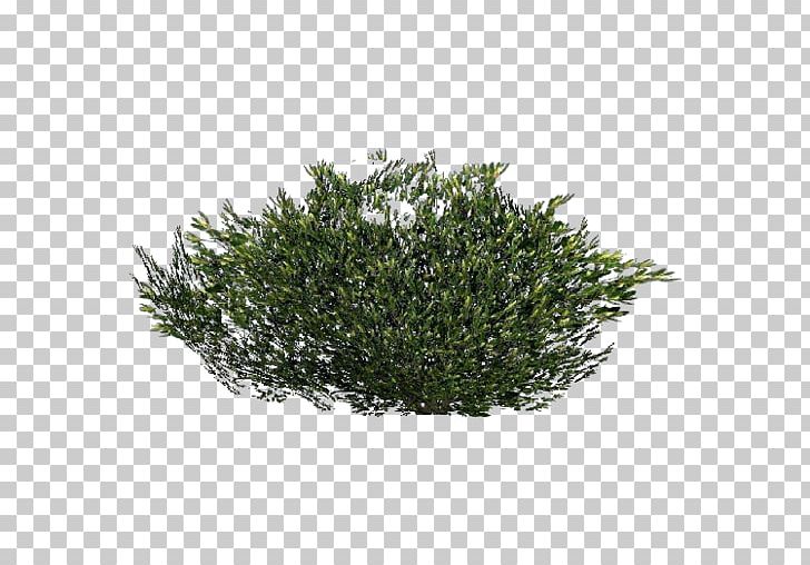 Shrub Tree Lavender Plant PNG, Clipart, Computer Software, Evergreen, Garden, Grass, Header Free PNG Download