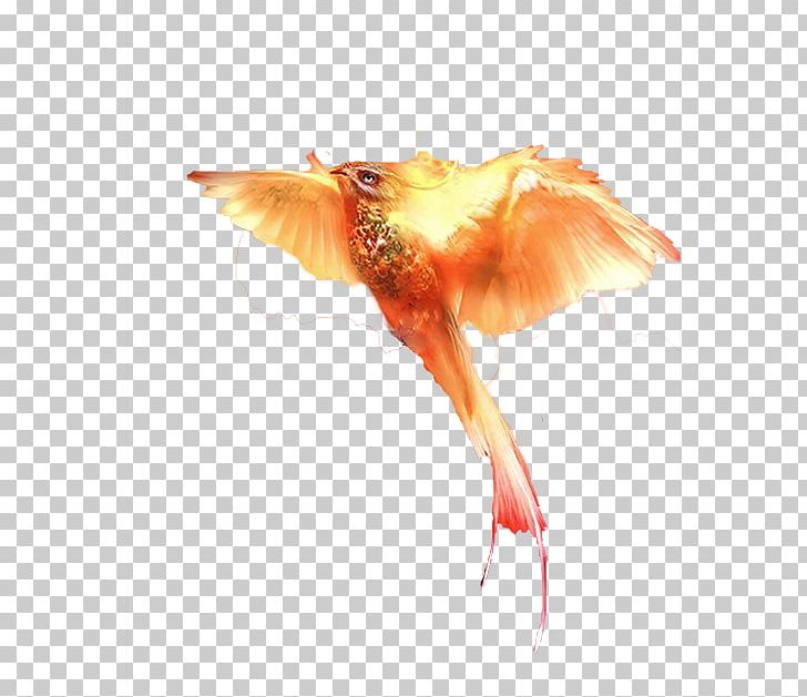 Vermilion Bird Computer File PNG, Clipart, Adobe Illustrator, Bird, Birds, Combustion, Computer Icons Free PNG Download