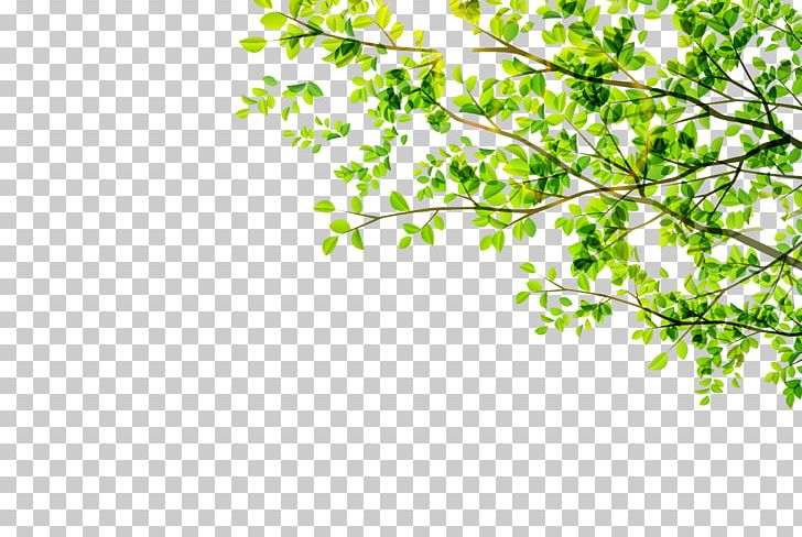 Leaf Green PNG, Clipart, Blade, Branch, Computer Wallpaper, Decorative Corner, Dow Free PNG Download