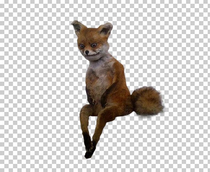 Stoned Fox Giphy Internet PNG, Clipart, Animation, Carnivoran, Dog Like Mammal, Fox, Fur Free PNG Download