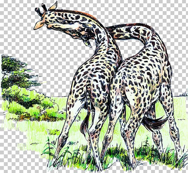 Northern Giraffe Felidae Animal Ruminant PNG, Clipart, Animal, Animals, Big Cat, Big Cats, Camelopardalis Free PNG Download
