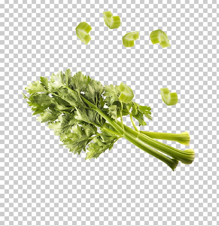 Parsley Herb Leaf Vegetable PNG, Clipart, Celery, Chicory, Coriander, Curled Endive, Endive Free PNG Download
