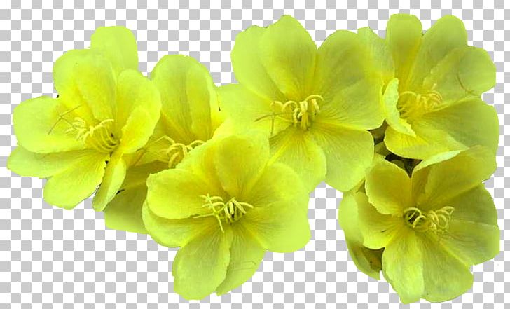 Petal Light Flower PNG, Clipart, Chart, Diario As, Download, Flower, Flowering Plant Free PNG Download