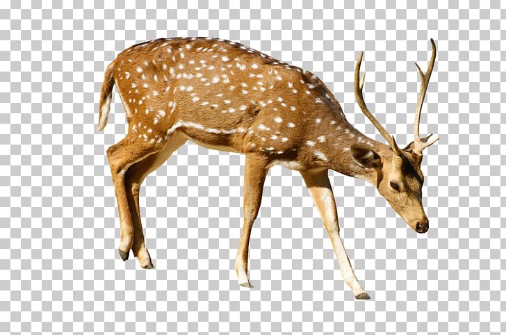 Reindeer White-tailed Deer Roe Deer PNG, Clipart, Antler, Cartoon, Deer, Desktop Wallpaper, Display Resolution Free PNG Download