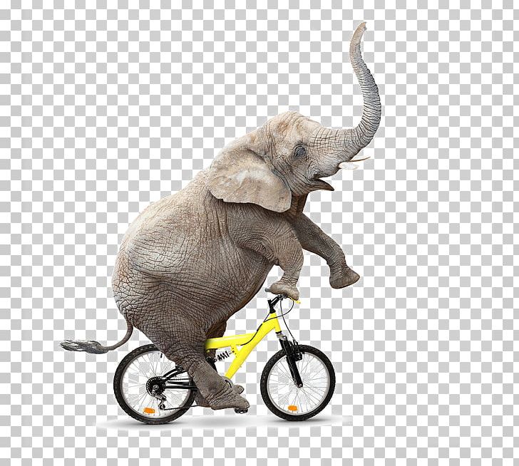 African Bush Elephant Bicycle Cycling PNG, Clipart, Acrobatics, African Elephant, Animal, Baby Elephant, Bicycle Safety Free PNG Download