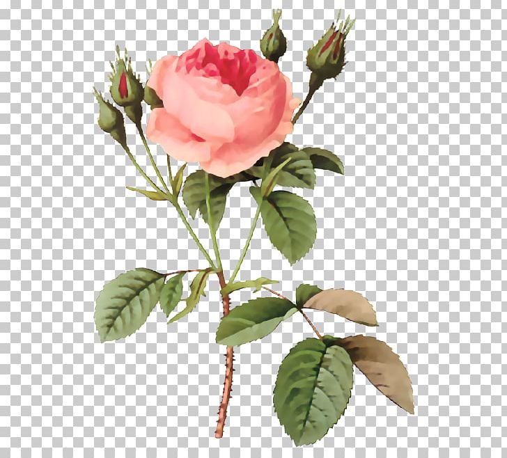 Les Roses Flowers Cabbage Rose Printmaking Painting PNG, Clipart, Art, Artist, Canvas, Cut Flowers, Damask Rose Free PNG Download