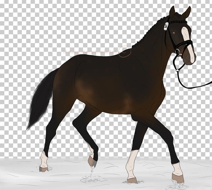 Stallion Equestrian Rein English Riding Mustang PNG, Clipart, Bridle, Colt, English Riding, Equestrian, Equestrian Sport Free PNG Download