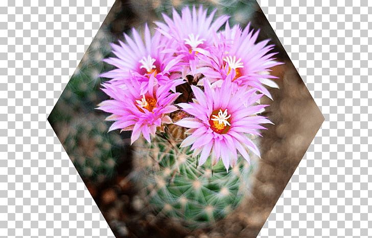 Cactus Flowers Mammillaria Saguaro Succulent Plant Strawberry Hedgehog Cactus PNG, Clipart, Annual Plant, Aster, Cactaceae, Cactus, Cactus Flowers Free PNG Download