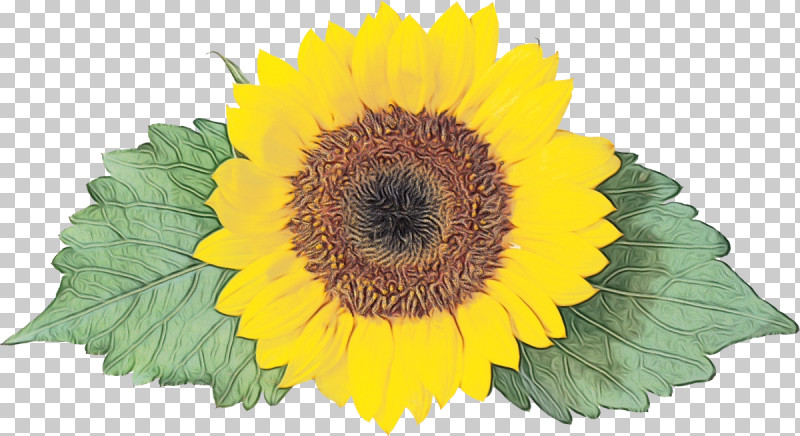 Sunflower PNG, Clipart, Paint, Sunflower, Watercolor, Wet Ink, Yellow Free PNG Download