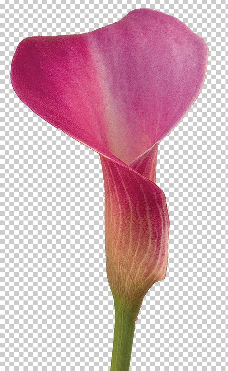 Arum-lily Flower Lilium Color Callalily PNG, Clipart, Arumlily, Callalily, Calla Lily, Color, Cut Flowers Free PNG Download