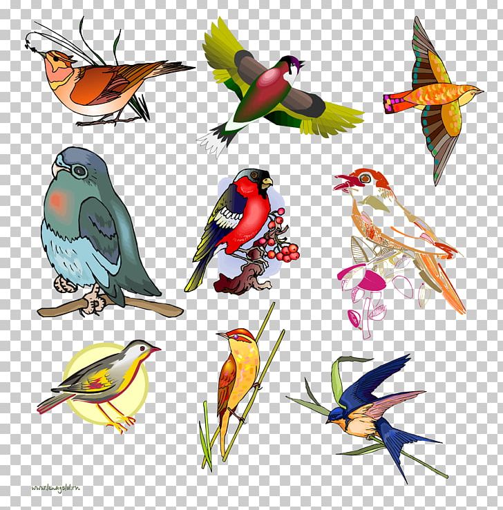 Bird Day Parrot Parakeet Beak PNG, Clipart, Animal, Animals, Barn Swallow, Beak, Bird Free PNG Download