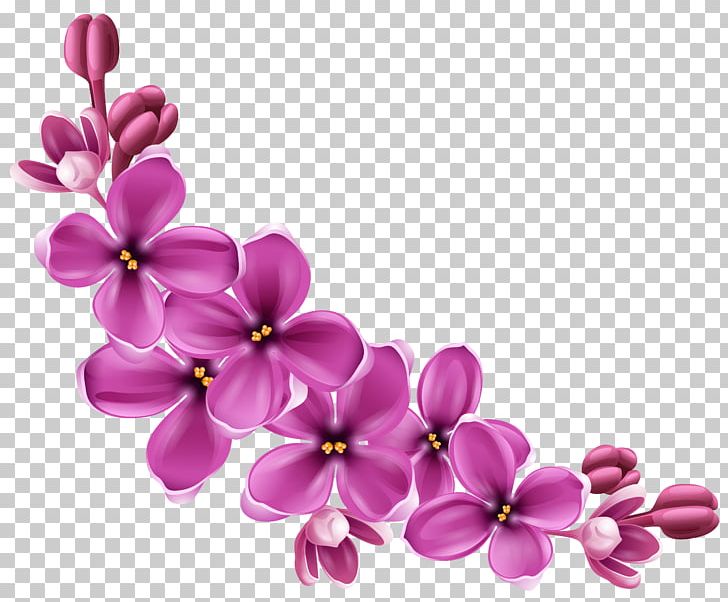 Flower PNG, Clipart, Branch, Cat, Cherry Blossom, Clouds, Color Free PNG Download