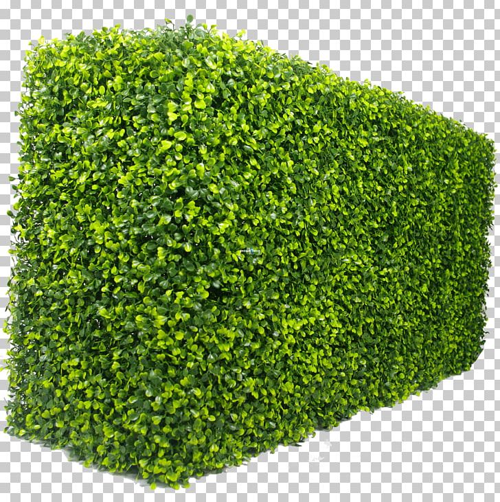 Hedge Green Wall Box Garden PNG, Clipart, Box, Door, Evergreen, Fence, Furniture Free PNG Download