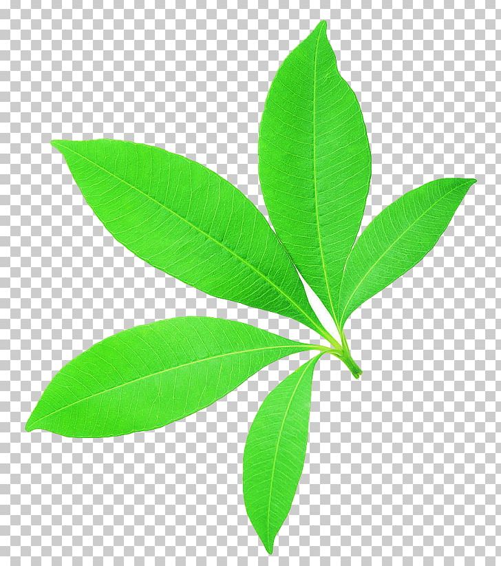 Maple Leaf Vascular Bundle Plant Stem Bladnerv PNG, Clipart, Biological Specimen, Bladnerv, Deciduous, Download, Herbalism Free PNG Download