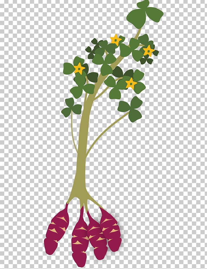 Oca Tuber Plant Stem Iron Cross Maca PNG, Clipart, Branch, Flora, Flower, Flowering Plant, Iron Cross Free PNG Download