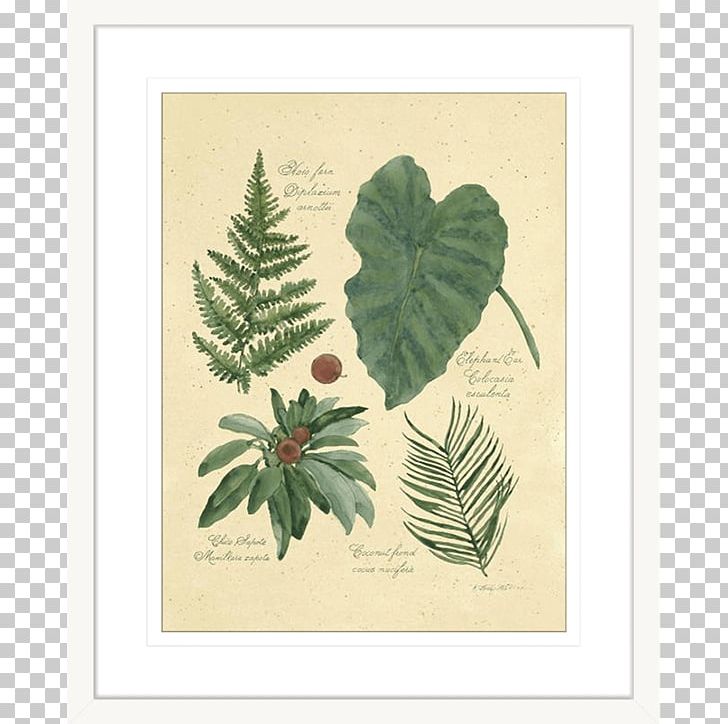 Rainforest Painting Art COLLECTION IV COLLECTION III PNG, Clipart, Art, Artist, Branch, Christmas Ornament, Com Free PNG Download