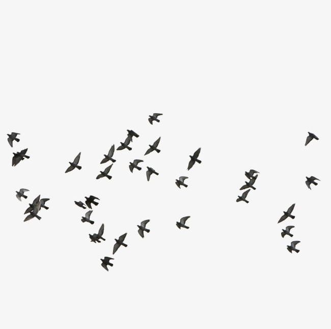 Birds PNG, Clipart, Animal, Bird, Birds Clipart, Clustering Free PNG Download