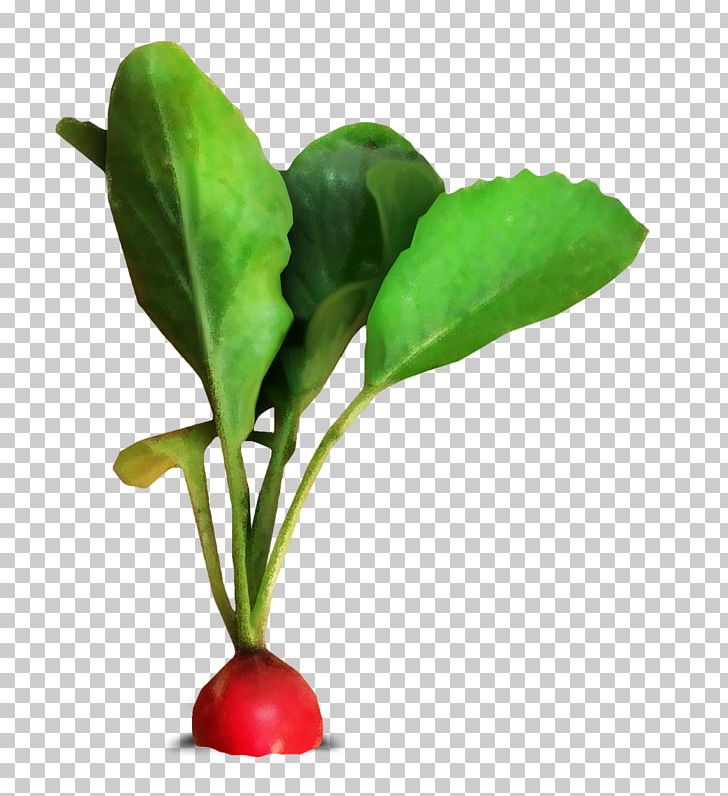 Leaf Vegetable Radish Cải Củ Red PNG, Clipart, Color, Flowerpot, Food, Green, Herb Free PNG Download